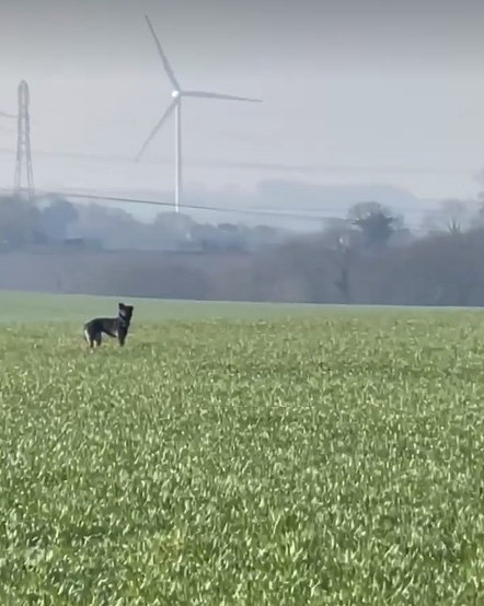 Dog hiding in open countryside, showing typical survival mode behaviour after going missing.